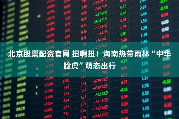 北京股票配资官网 扭啊扭！海南热带雨林“中华睑虎”萌态出行