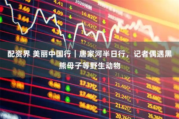 配资界 美丽中国行｜唐家河半日行，记者偶遇黑熊母子等野生动物