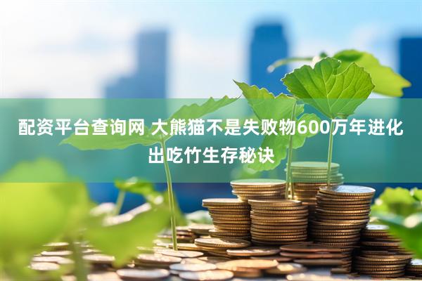 配资平台查询网 大熊猫不是失败物600万年进化出吃竹生存秘诀